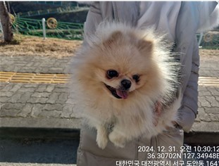 포메라니안 이미지 파일 입니다.